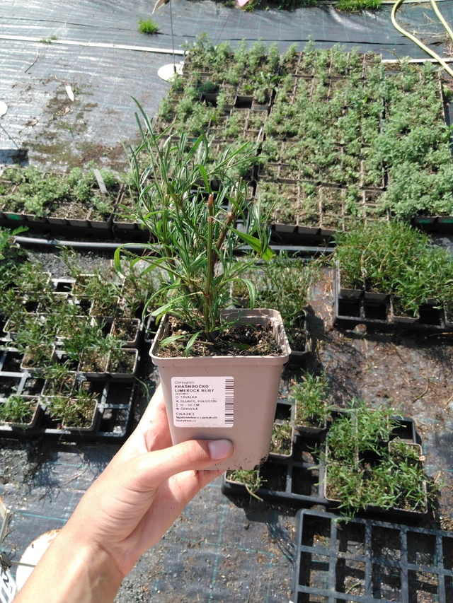 Krásnoočko Limerock Ruby - 2024