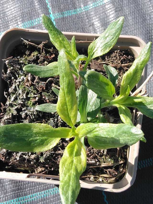 Veronika Skyler White - 3. 4. 2025