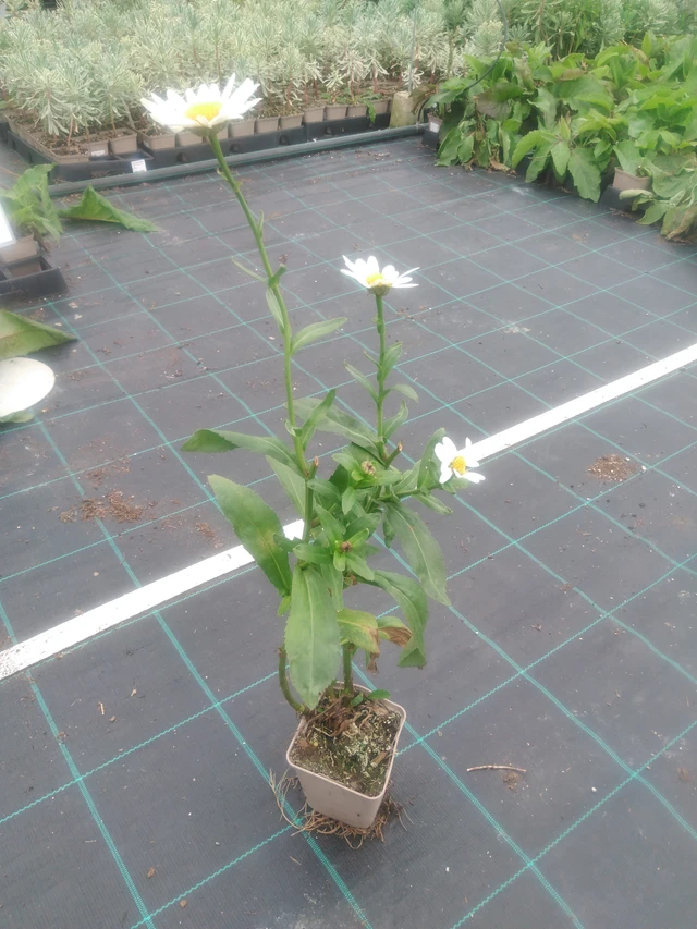 Kopretina Becky - 2024