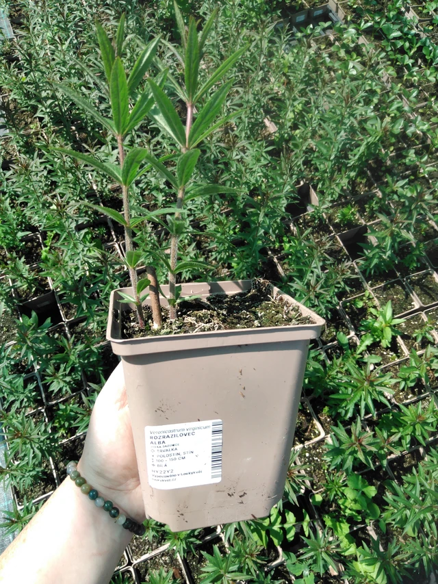 Rozrazilovec Album - 2024