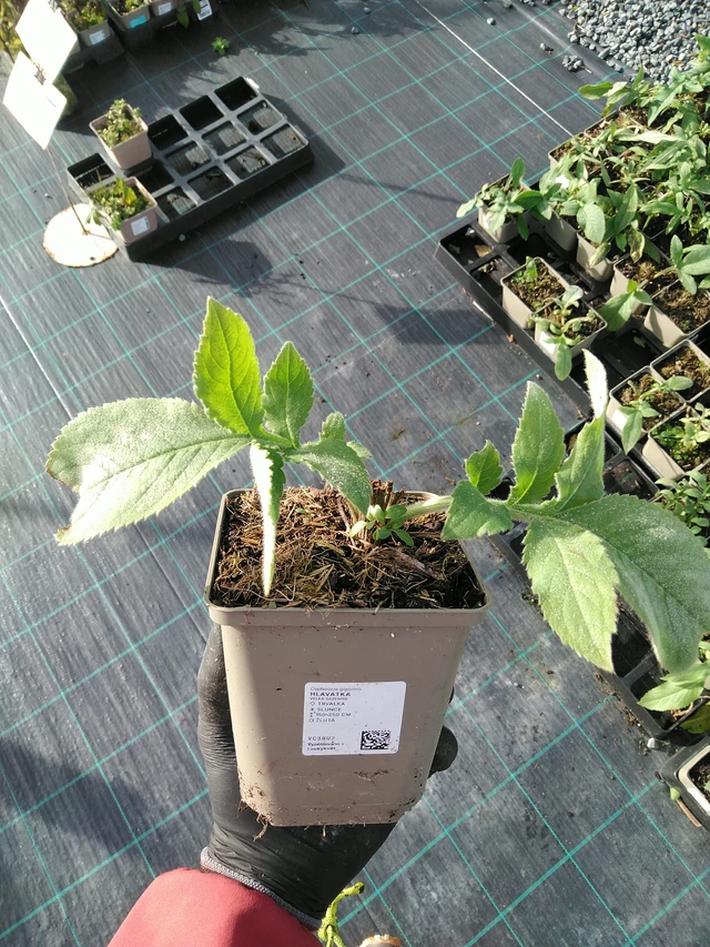 Cefalaria - 31. 10. 2025