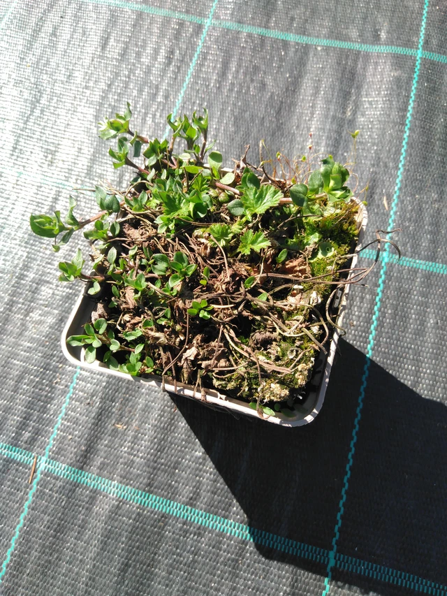 Kuklík Mango Lassi - 3. 4. 2025