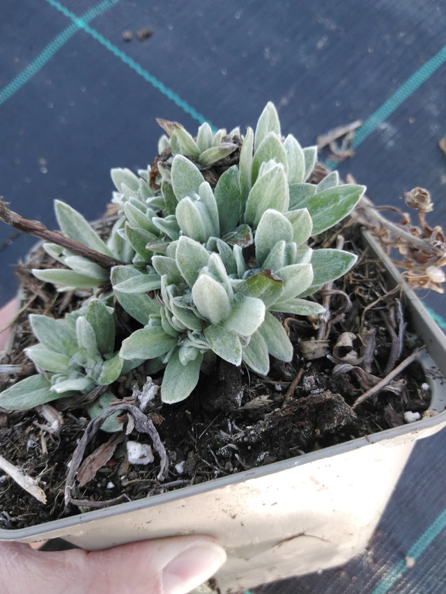 Helminukkakukka Neuschnee - 3. 4. 2025