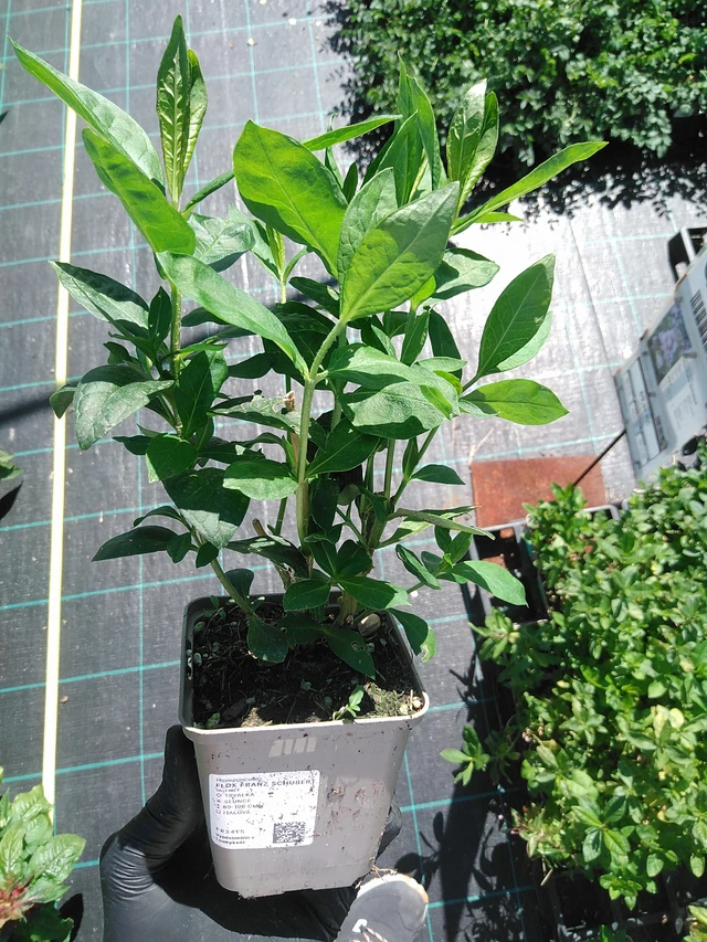 Flox Franz Schubert - 19. 8. 2025