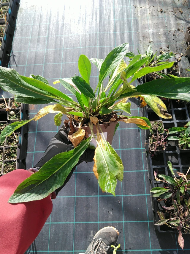 Večernice bílá - 31. 10. 2025