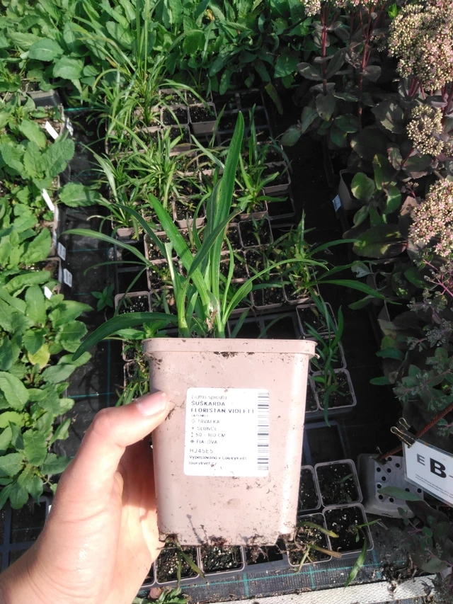 Liatris Floristan Violett - 2024