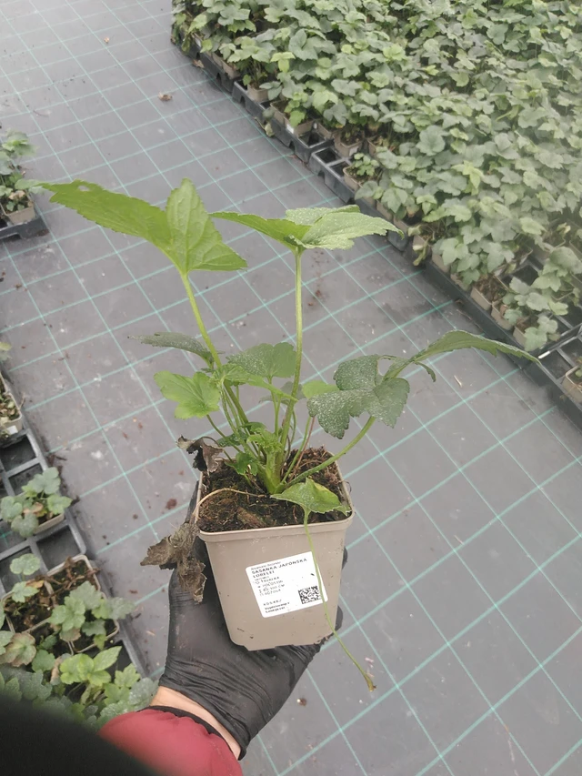 Sasanka japonská Lorelei - 4. 8. 2025