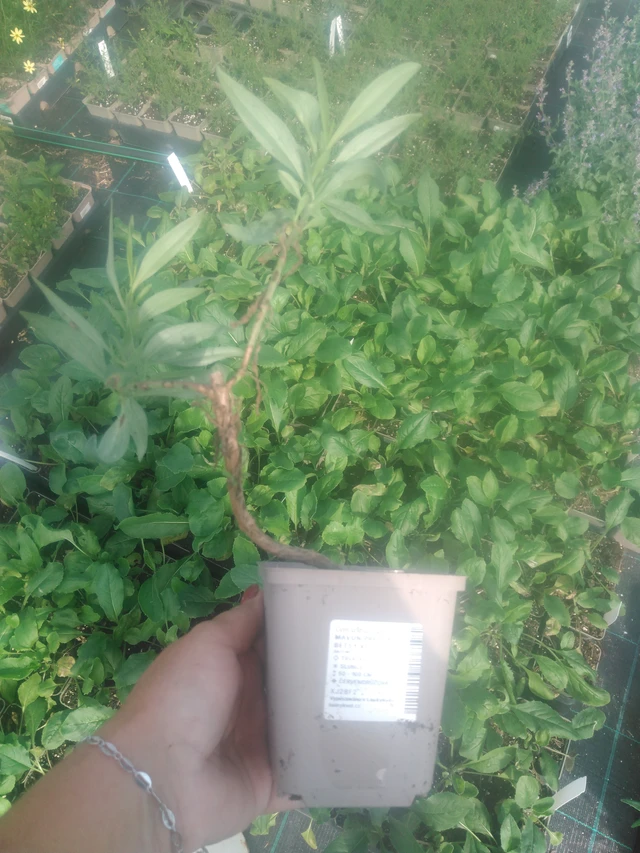 Gypsophila Pretty Betsy Red - 2024