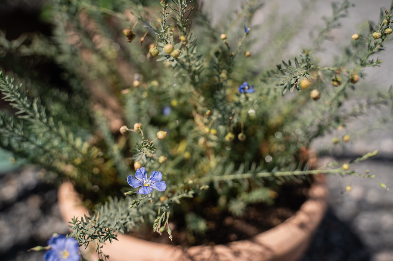 Len vytrvalý, Loukykvět