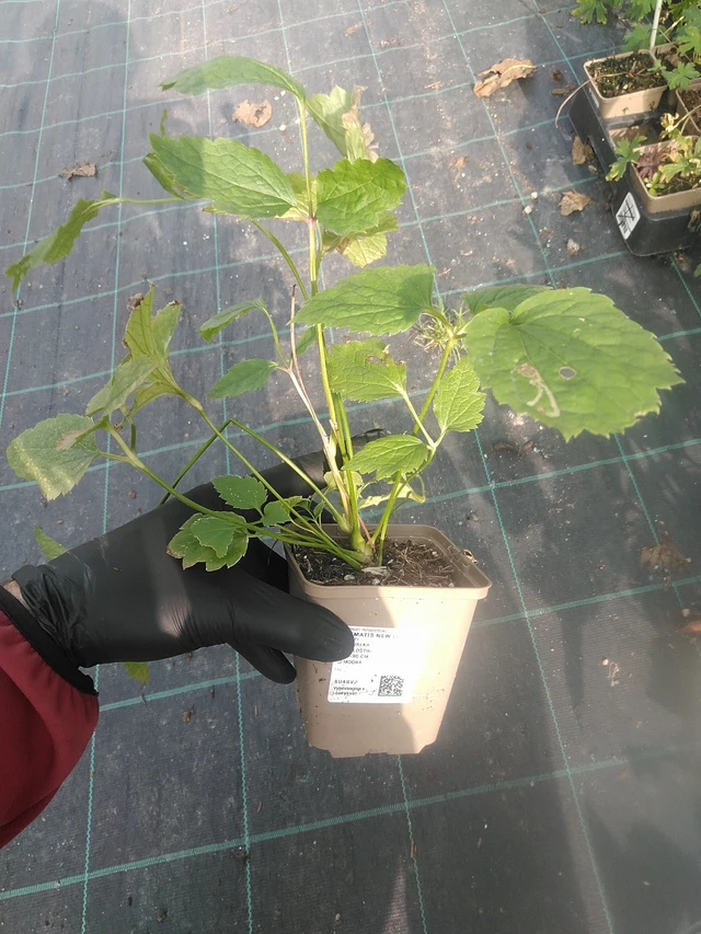 Clematis New Love - 13. 10. 2025