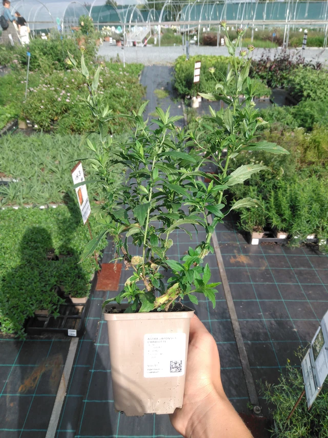 Aster japonská Charlotte - 11. 9. 2025