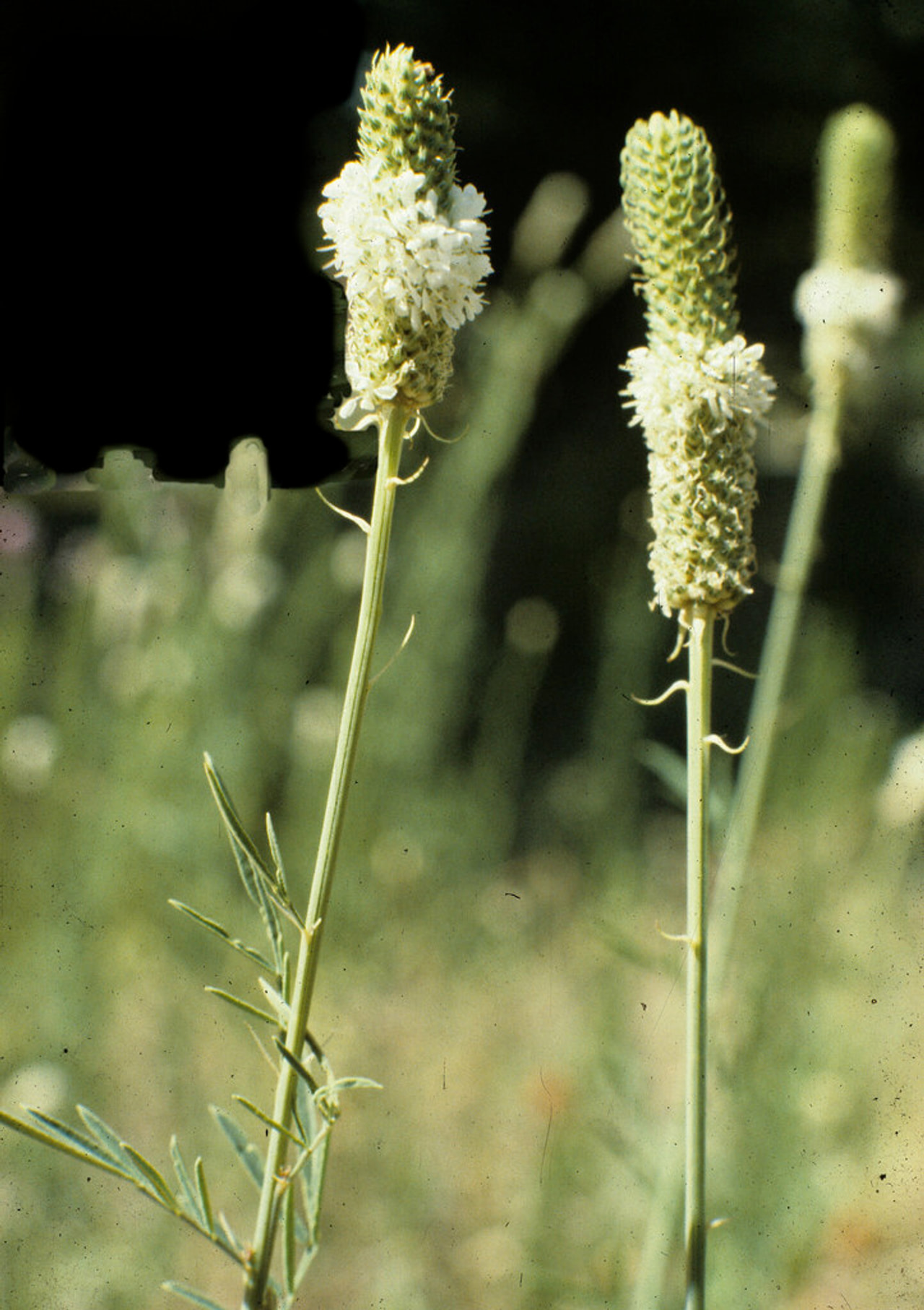 Dalea candidum, Loukykvět