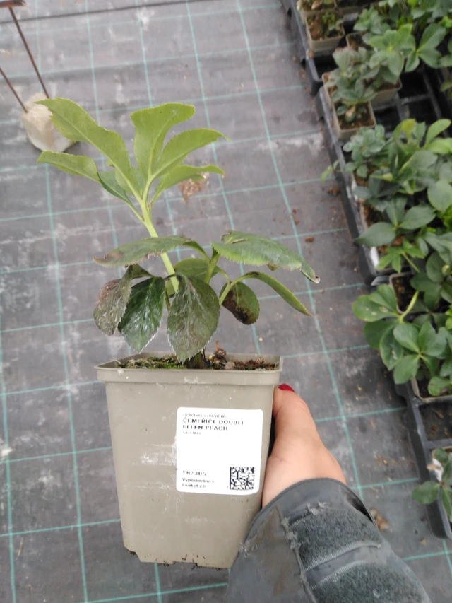 Čemeřice Double Ellen Peach - 10. 9. 2025