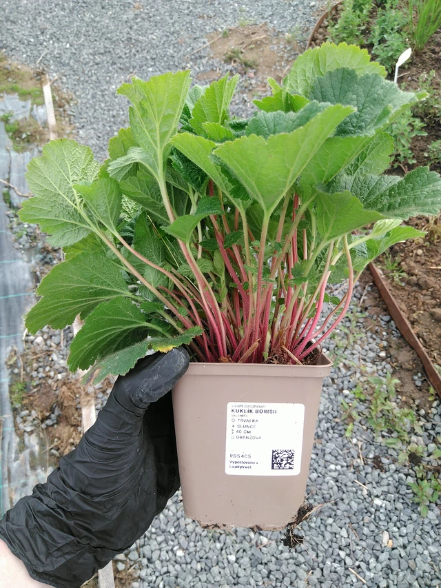 Geum Borisii - 10. 9. 2025