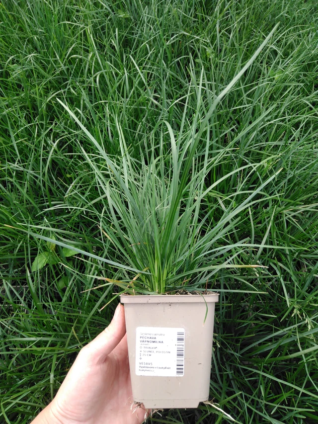 Pěchava vápnomilná - 2024