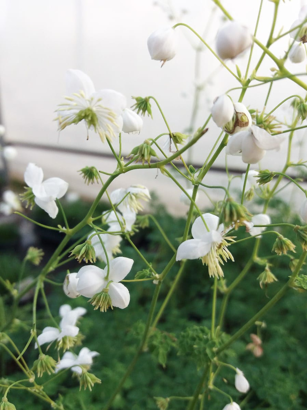 Žluťucha Splendide White, Loukykvět