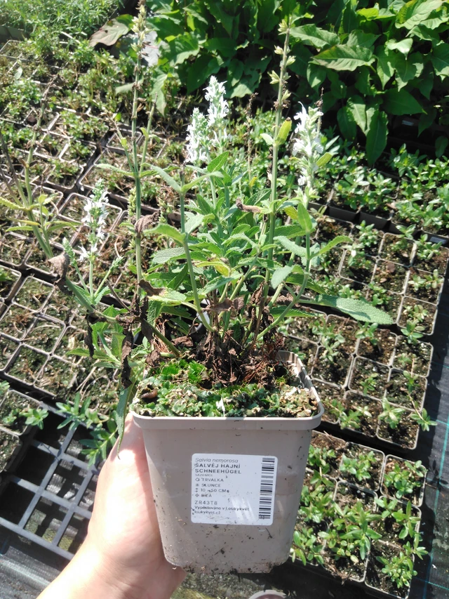 Šalvěj hajní Schneehügel - 2024