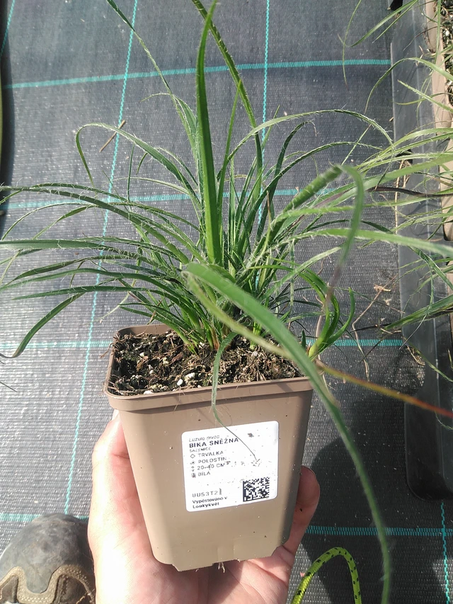 Witte veldbies - 30. 6. 2025