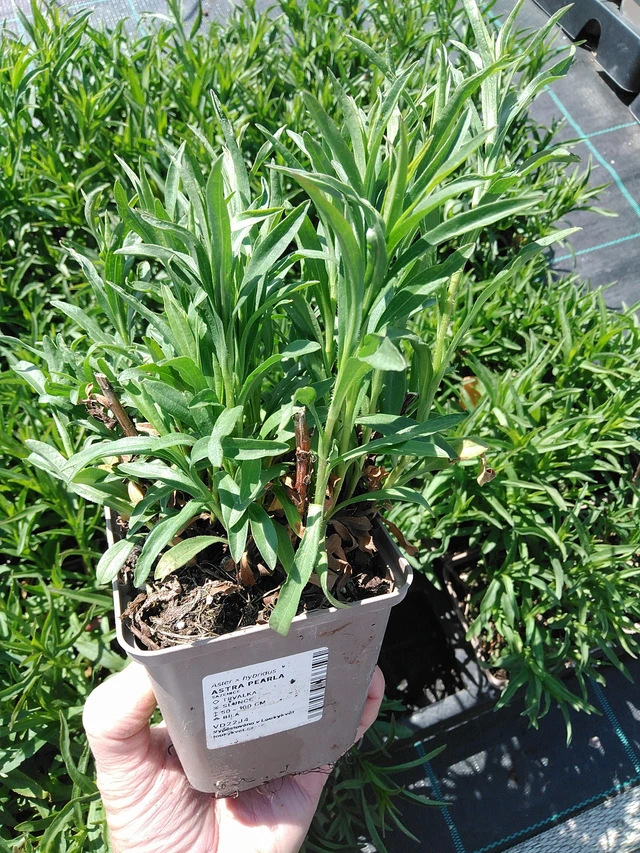 Aster Pearla - 13. 5. 2025