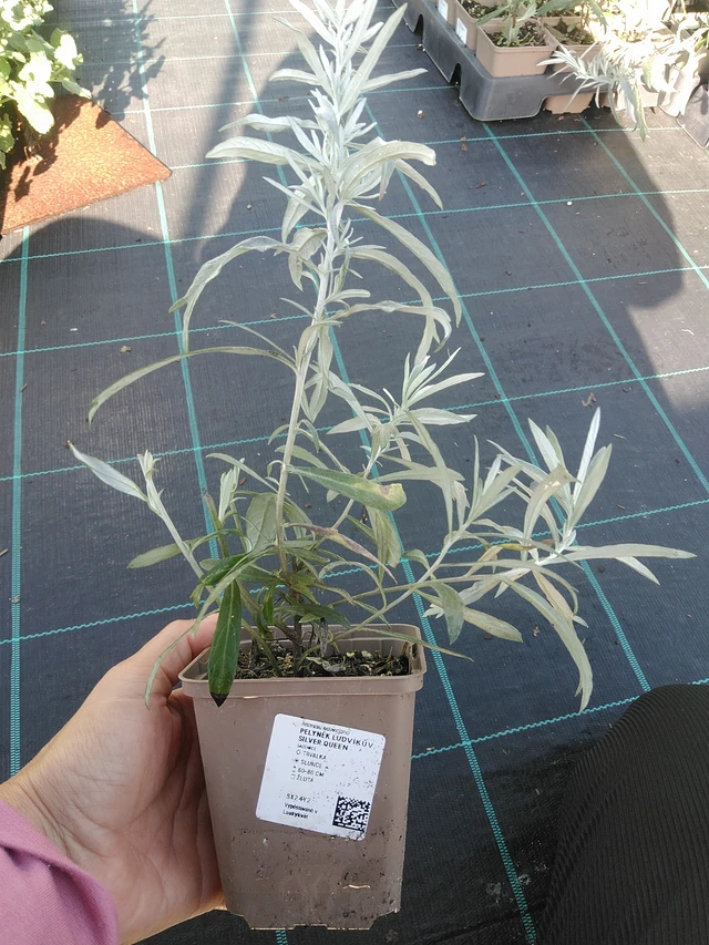 Wormwood Ludvíkův Silver Queen - 11. 9. 2025