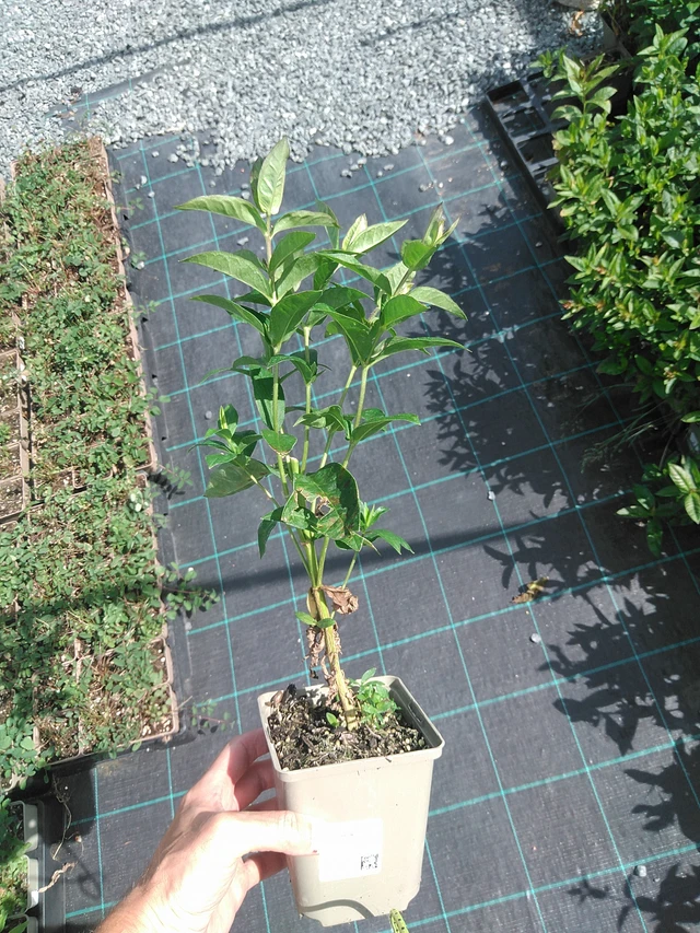 Flox Franz Schubert - 24. 6. 2025