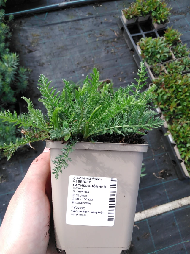 Řebříček Lachsschönheit - 2024