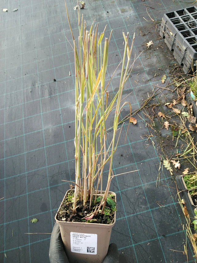 Hirssi Heavy Metal - 31. 10. 2025