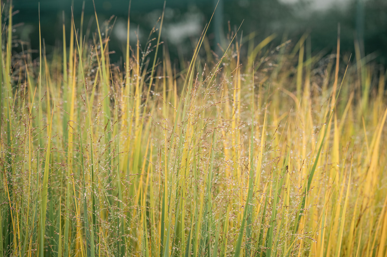 Vesszős köles Northwind, Loukykvět