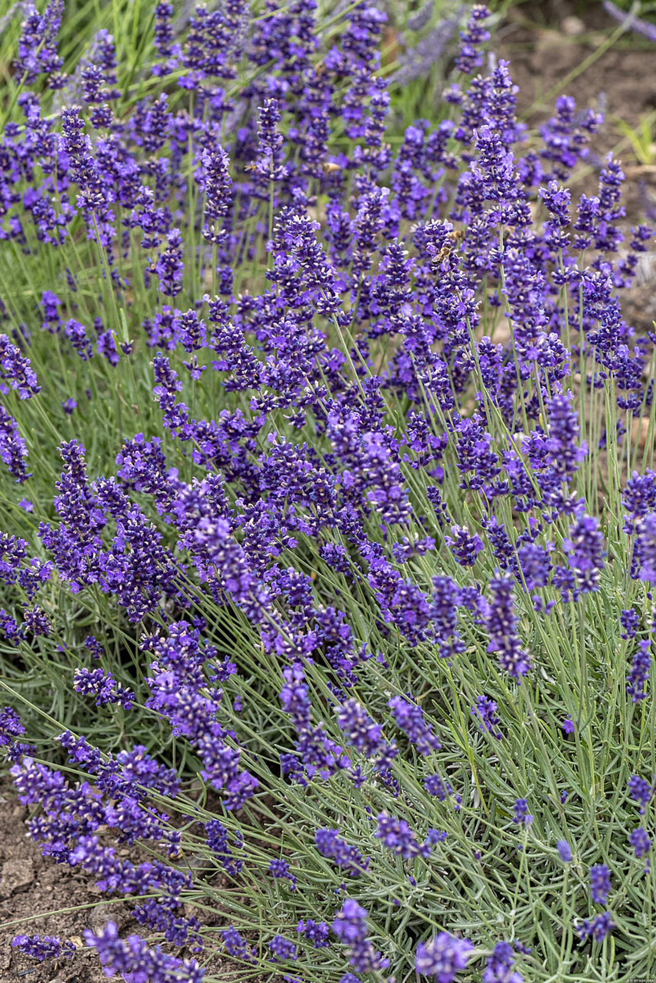 Lavendel Hidcote, Loukykvět