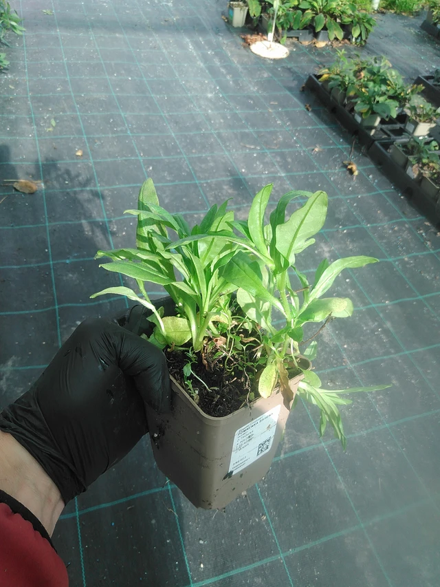 Miosotis de pantano - 13. 10. 2025