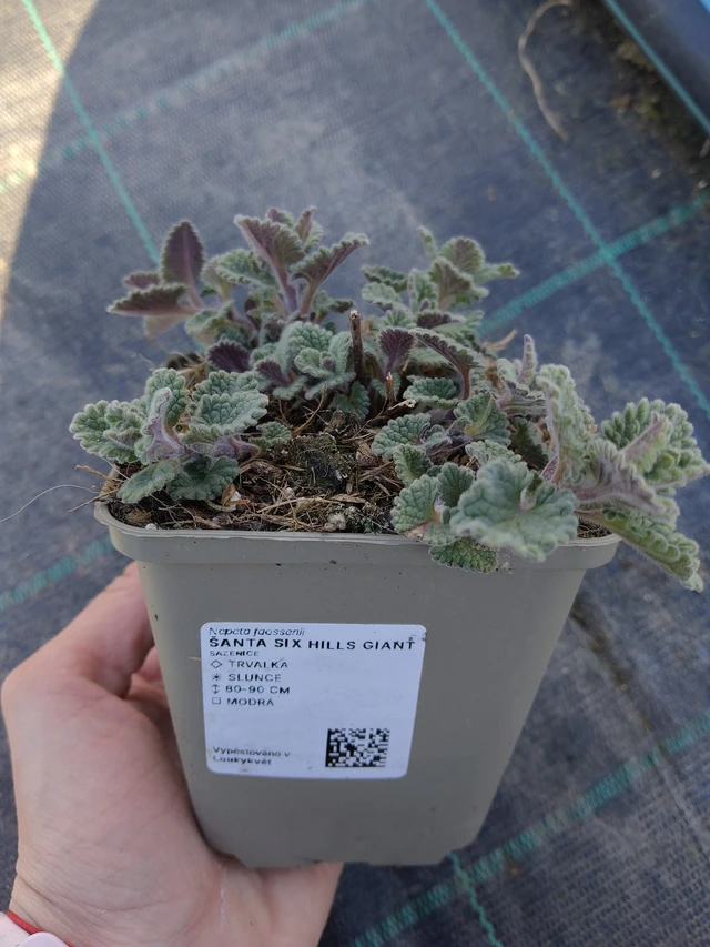 Macskamenta Six Hills Giant - 27. 3. 2026