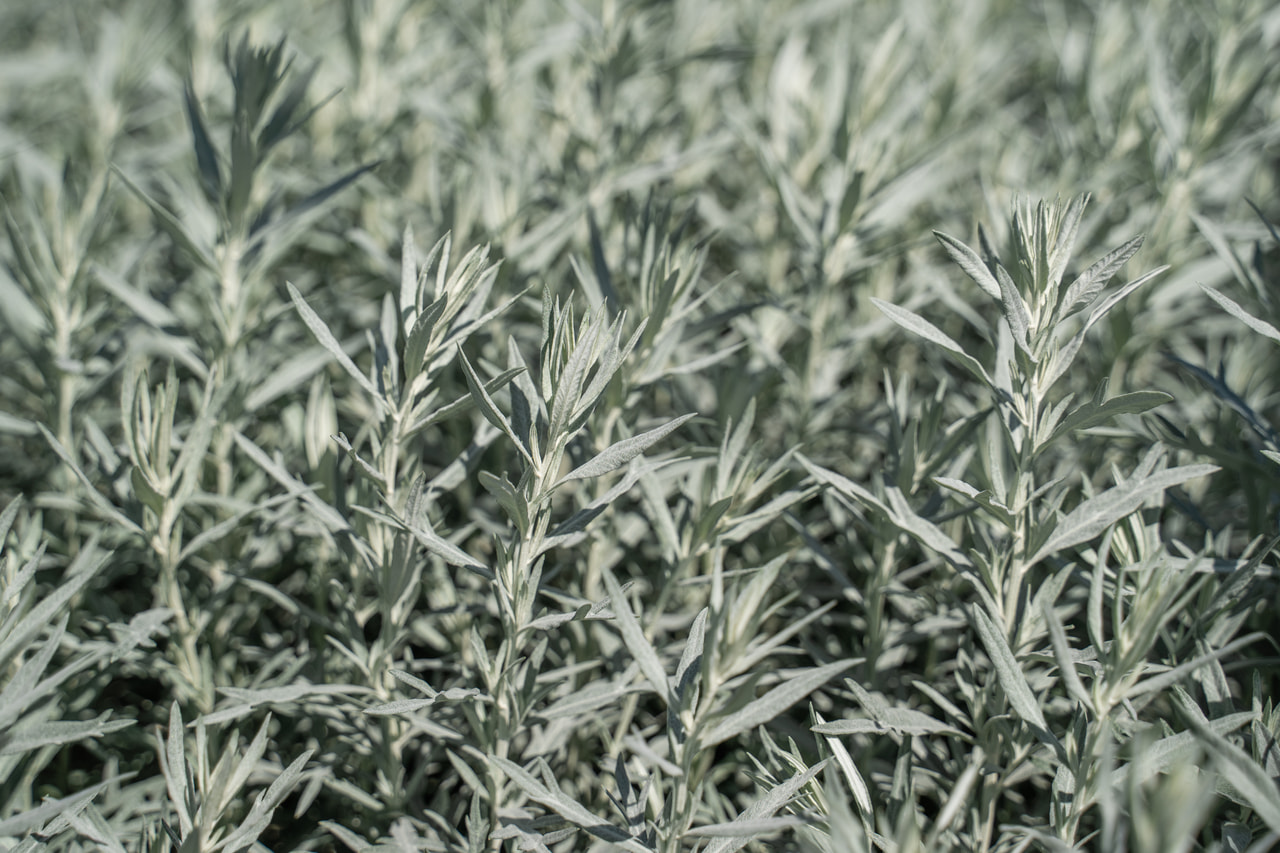 Pelyněk Ludvíkův Silver Queen, Loukykvět