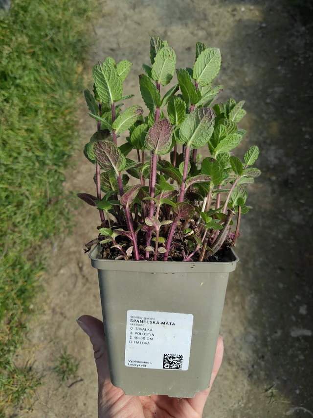 Spanyol menta - 27. 3. 2026