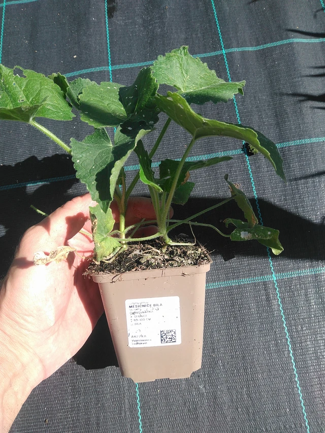 Honesty white - 30. 6. 2025