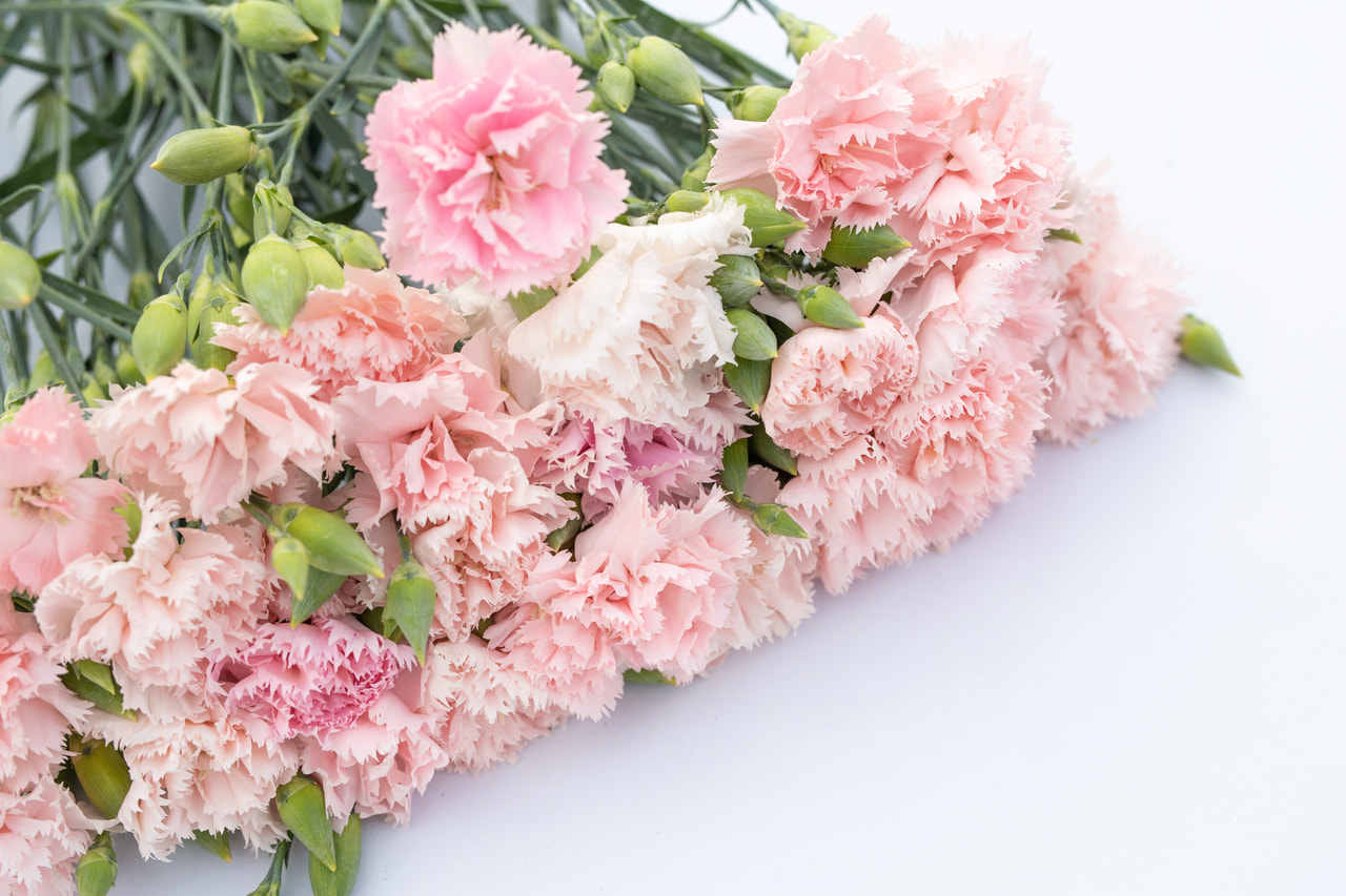 Karafiát Chabaud La France, Loukykvět