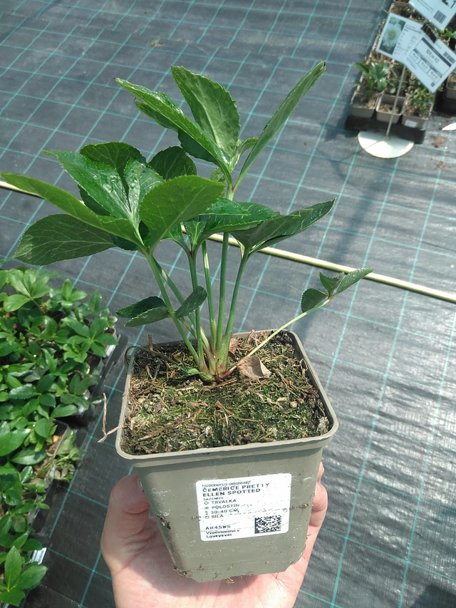 Eléboro Pretty Ellen Spotted - 24. 6. 2025