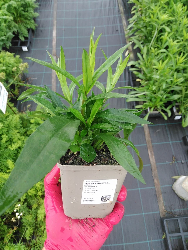 Aster Primavera - 29. 7. 2025