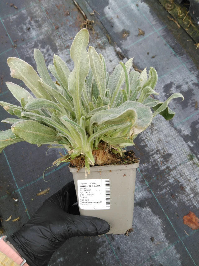 Kakukkszegfű Alba - 1. 4. 2026