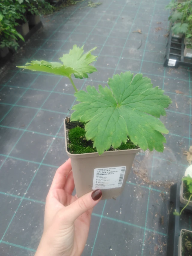 Ritarinkannus Benary’s Pacific Summer Skies - 2024