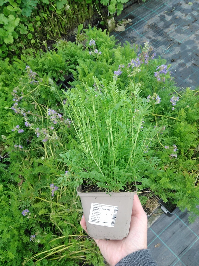 Astrantia Filigree Skies - 9. 6. 2025