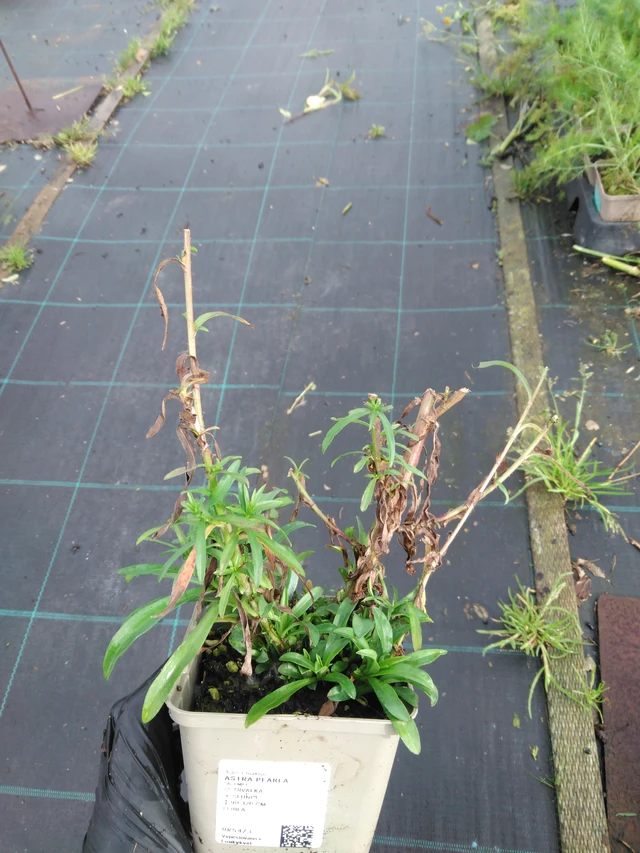 Aster Pearla - 23. 10. 2025