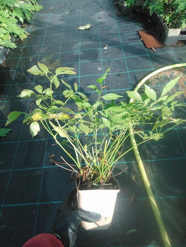 Astilbe Peaches and Cream - 13. 10. 2025