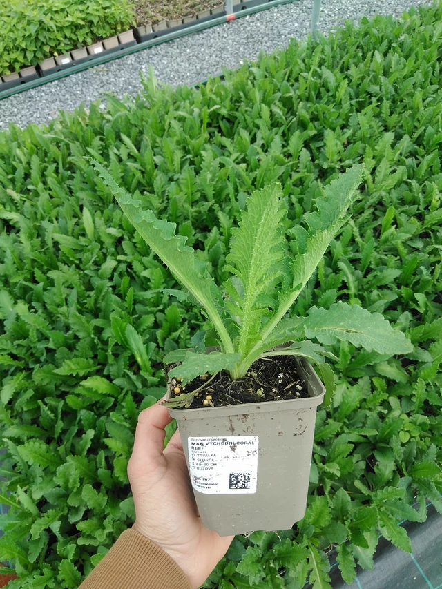 Mák východní Coral Reef - 9. 6. 2025