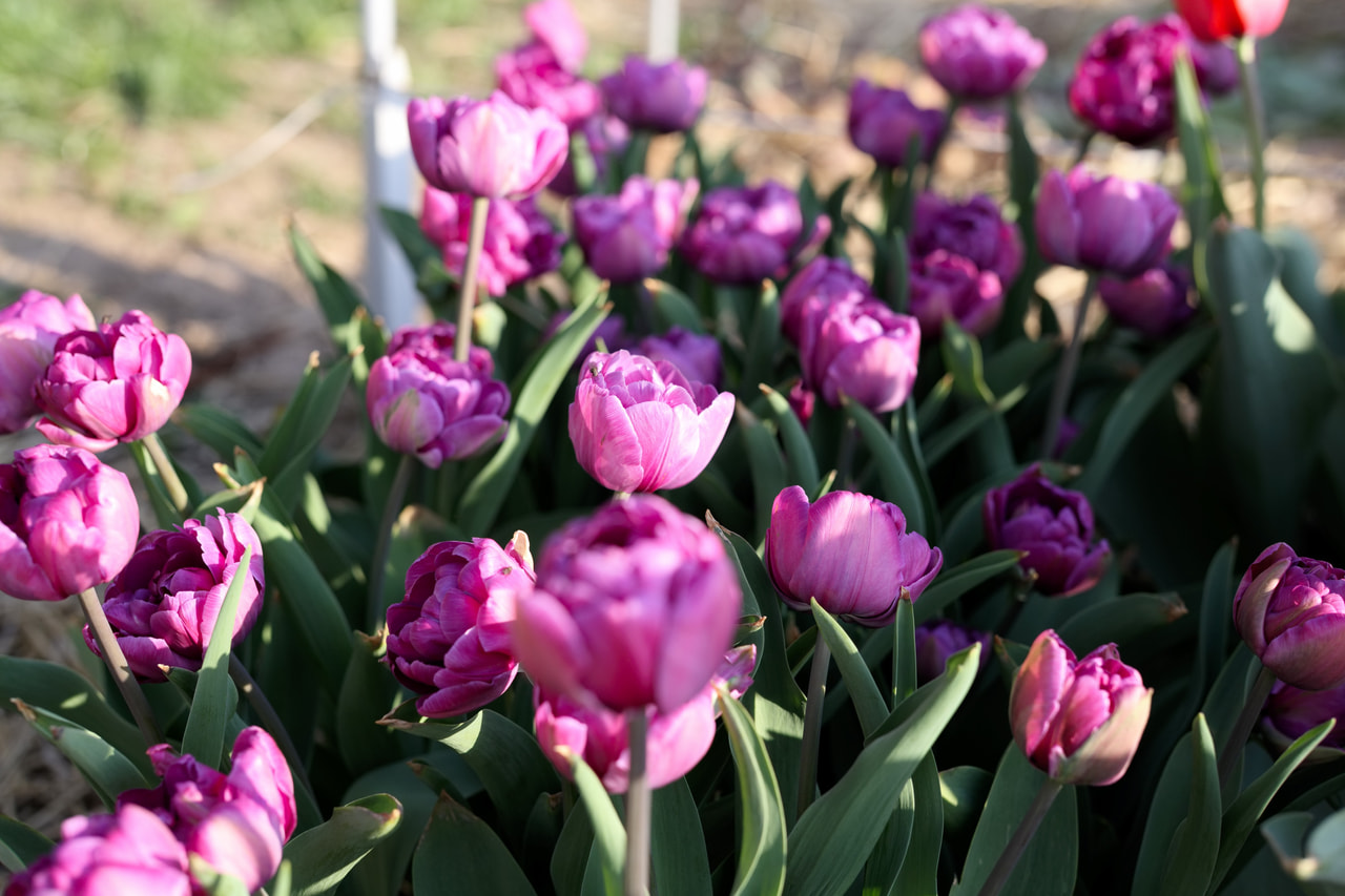 Tulipán Blue Diamond, Loukykvět