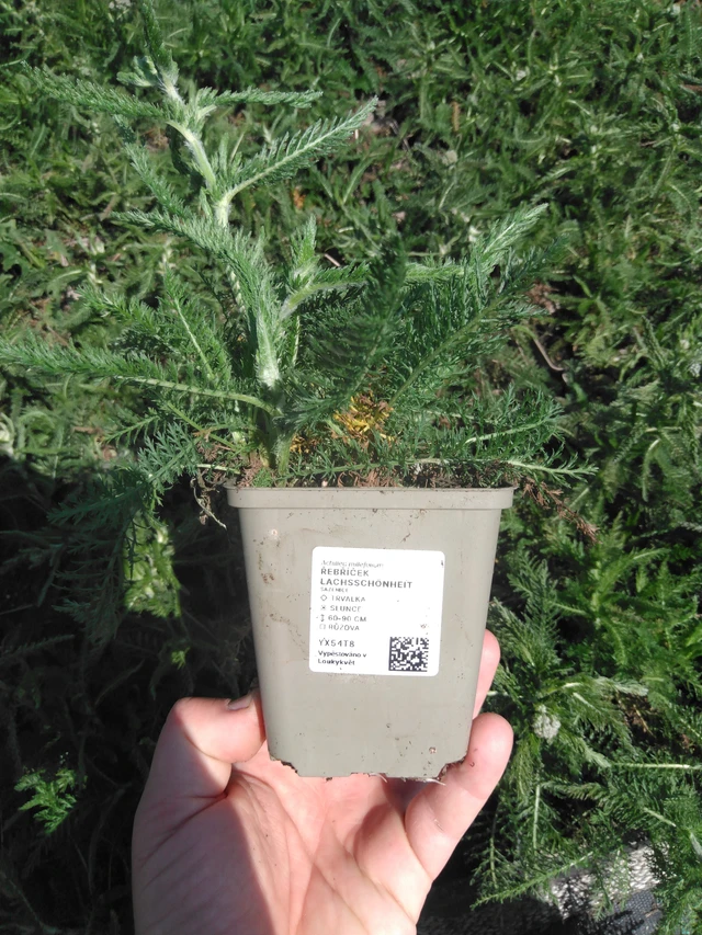 Řebříček Lachsschönheit - 13. 5. 2025