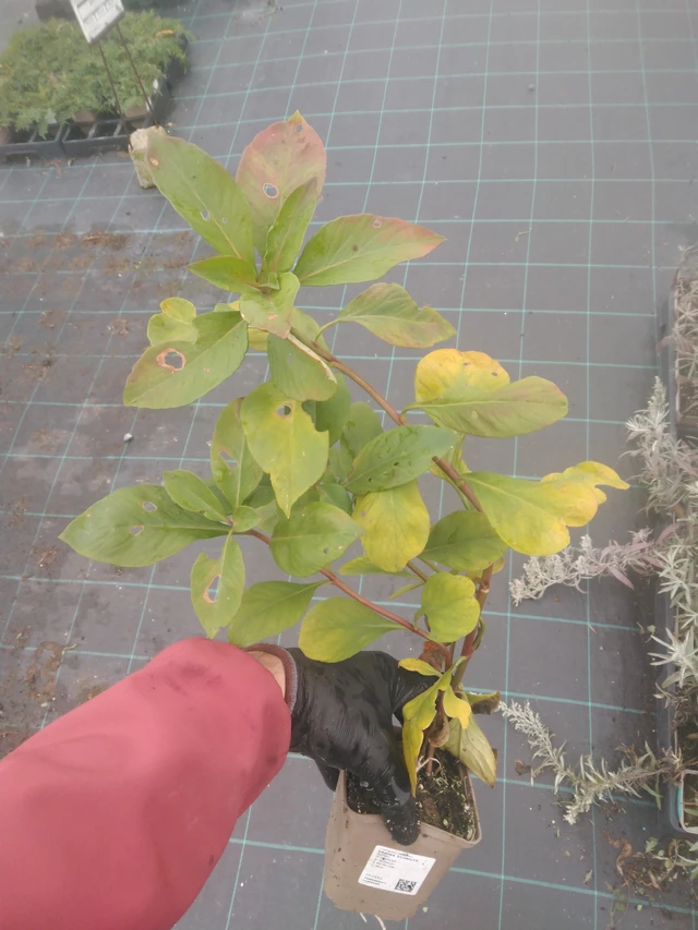 Lisimaquia curvada - 23. 10. 2025