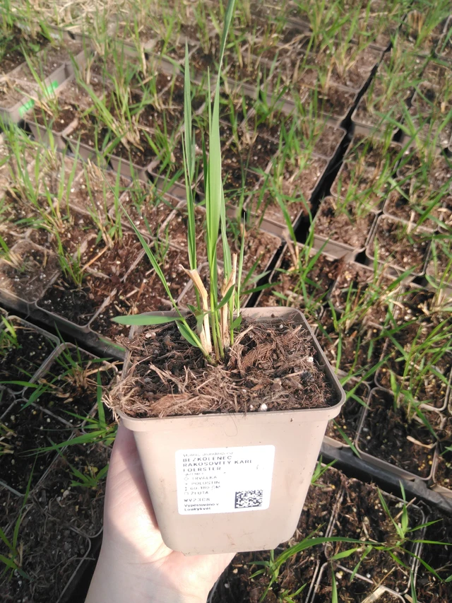 Isosiniheinä Karl Foerster - 3. 4. 2025