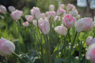 Tulipán Finola, Loukykvět