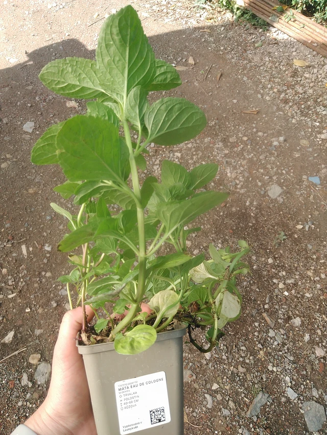 Menta Eau de Cologne - 17. 7. 2025