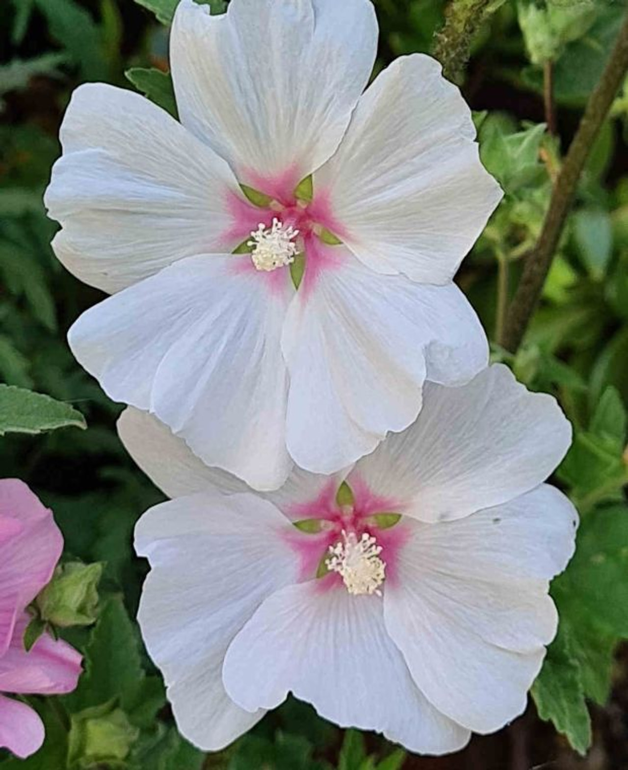 Lavatēra Blushing Bride, Loukykvět